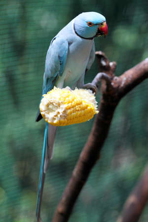 Stock image of parrot
の写真素材