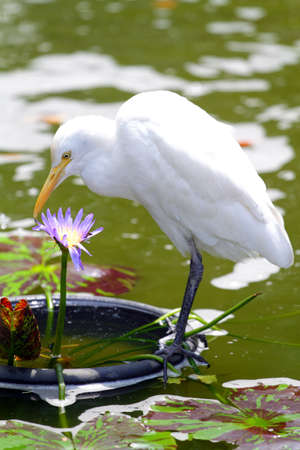 Stock image of an egret
の写真素材