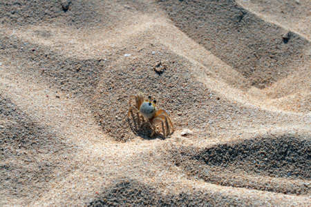 "Montego Bay (also known as Doctor's Cave Bathing Club) has been one of the most famous beaches in Jamaica for nearly a century. 
"
の写真素材