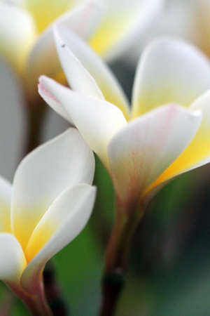 Plumeria flowers closeup on 
の写真素材