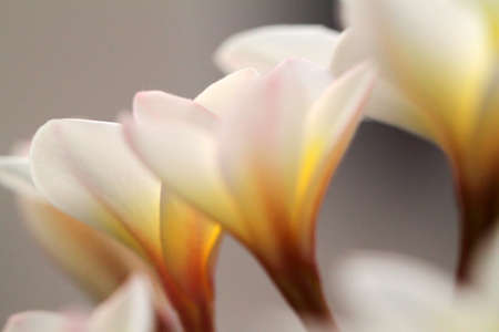 Plumeria flowers closeup on 
の写真素材