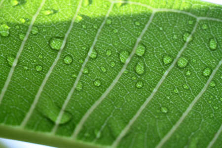 Water drops on leaf closeup 
の写真素材
