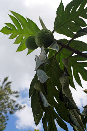 Croydon Plantation is a working plantation nestled in the foothills of the Catadupa mountains near...