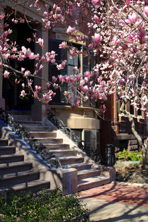 Flowers blossom during spring time at Boston
の写真素材