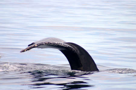 Tail fin of a gray whale in Atlantic
