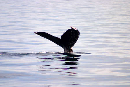 Tail fin of a gray whale in Atlantic
