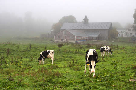 Cow 
の写真素材