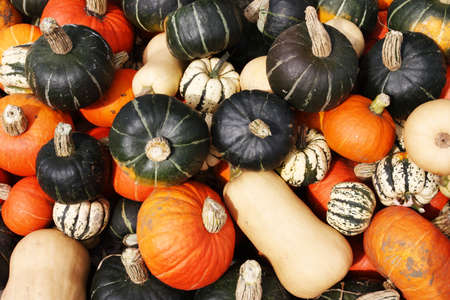 Pumpkin display during Harvest Festival in New England, USA
