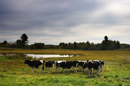 Milkingcow at Vermont, USA
の写真素材