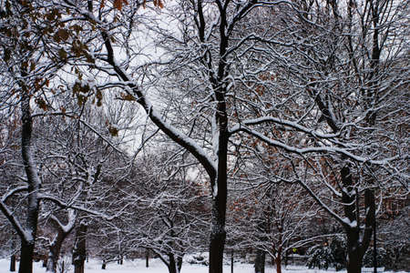 Stock image of a snowing winter at Boston, Massachusetts, USA
