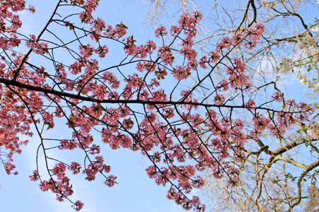 Cherry Blossom in Boston Public Garden during spring
