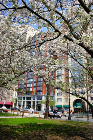 Cherry Blossom in Boston Public Garden during spring
のeditorial素材