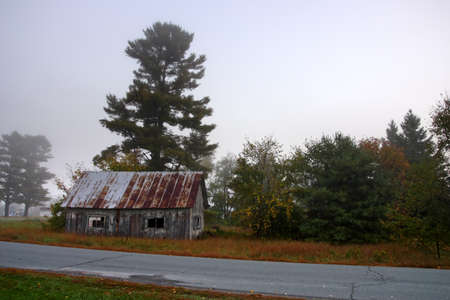 Sunlight streaking through foggy trees on an autumn morning 
のeditorial素材