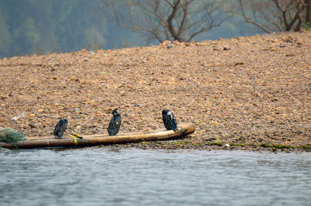 Landscape in Yangshuo Guilin, China 
の写真素材