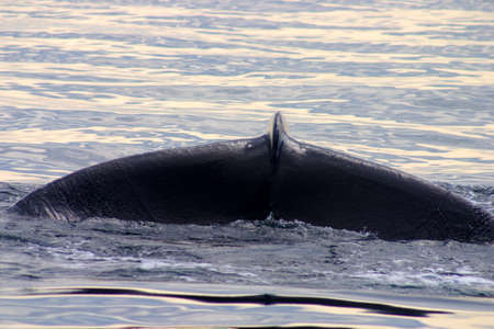 Tail fin of a gray whale in Atlanticの写真素材