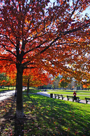 Stock image of fall foliage at Boston Public Gardenの写真素材