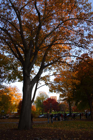 Stock image of fall foliage at Boston Public Gardenの写真素材