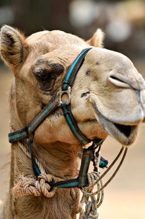 Stock image of camel