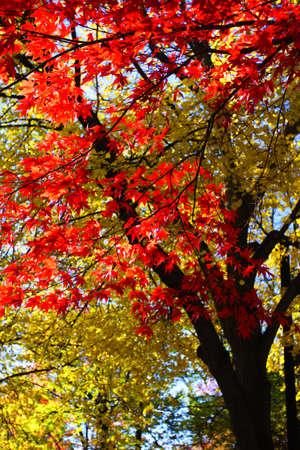 Stock image of fall foliage at Boston