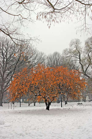 Stock image of a snowing winter at Boston, Massachusetts, USAの写真素材