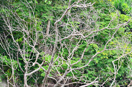 Stock image of forest river scene