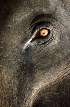 Elephant close up with beautiful orange eyeの写真素材