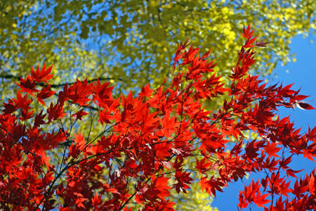 Stock image of fall foliage at Boston