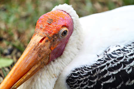 Stock image of pelicanの写真素材