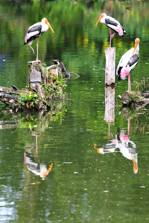 Stock image of pelican