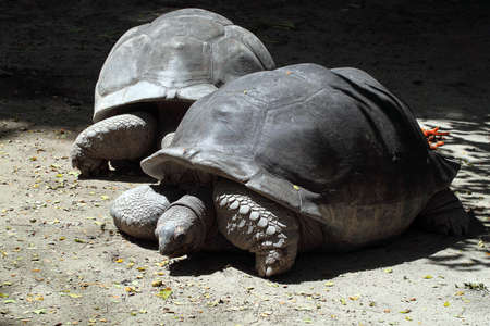Stock image of Giant Tortoiseの写真素材