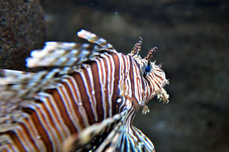 Koi fish in pondの写真素材