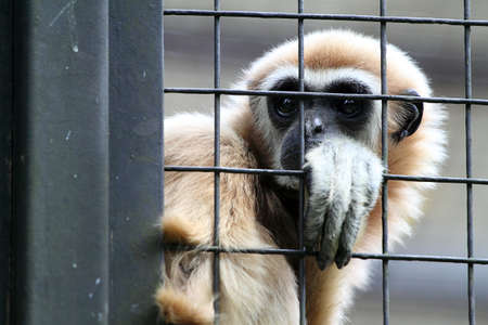 Stock image of a monkeyの写真素材