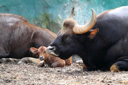 Stock image of buffaloの写真素材