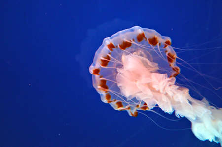 Stock image of a group of jellyfish