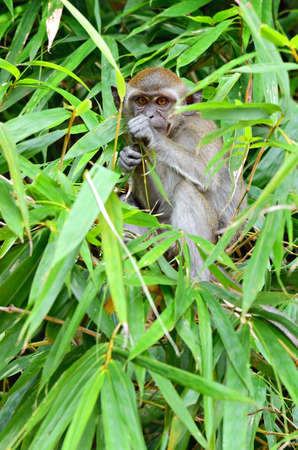 Stock image of a monkey on a tree