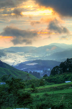 Tea plantation at the Cameron Highland, Malaysiaの写真素材