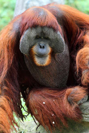 Stock image of a orangutanの写真素材