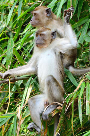 Stock image of a monkey on a tree