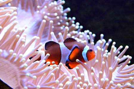 Clown fish or anemone fishの写真素材