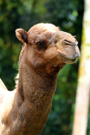 Stock image of camelの写真素材