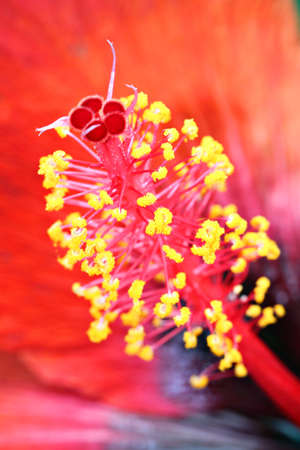 Stock image of close-up flowerのeditorial素材