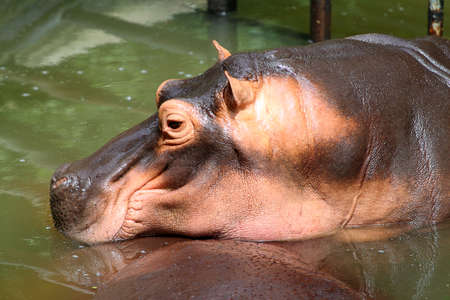 Stok image of Hippopotamus, Hippopotamus amphibius