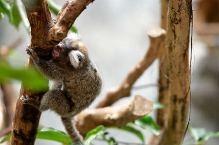 Marmoset is the smallest monkey found in the Amazon