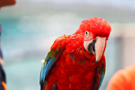 Macaw Bird sitting on logの写真素材