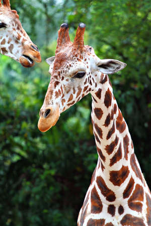  giraffeの写真素材