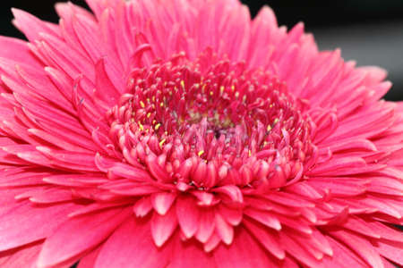 Stock image of close-up flowerの写真素材