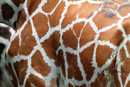 Stock image of a giraffeの写真素材