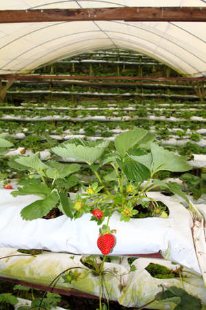 Stock image of strawberry at Cameron Highland, Malaysiaの写真素材