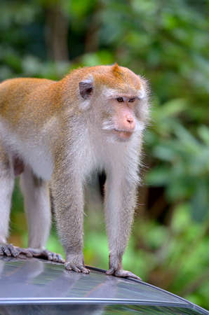 Stock image of a monkey on a tree