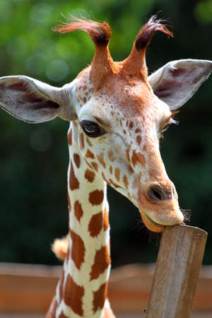 Stock image of a giraffeの写真素材